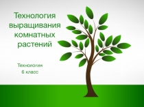 Презентация по технологии на тему Технология выращивания комнатных растений 6 класс