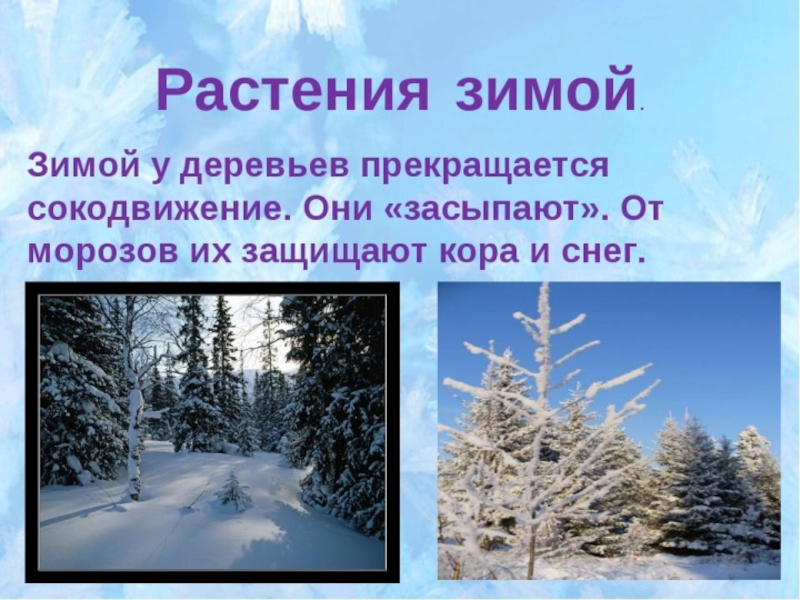 Явления природы зимой 2 класс. Жизнь растений зимой. Изменения растений зимой. Растения зимой для дошкольников. Растения зимой презентация.