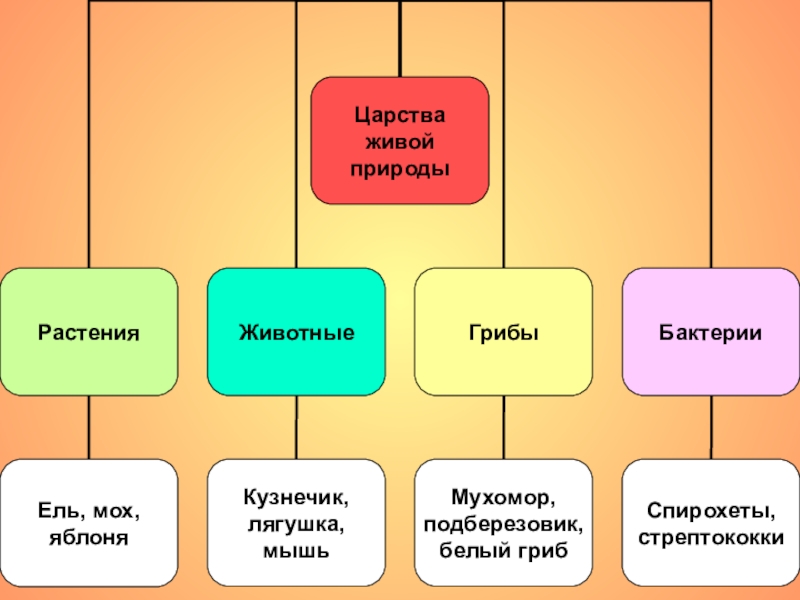 Соответствие между организмами и царствами живой природы