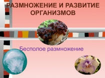 Презентация по биологии Размножение