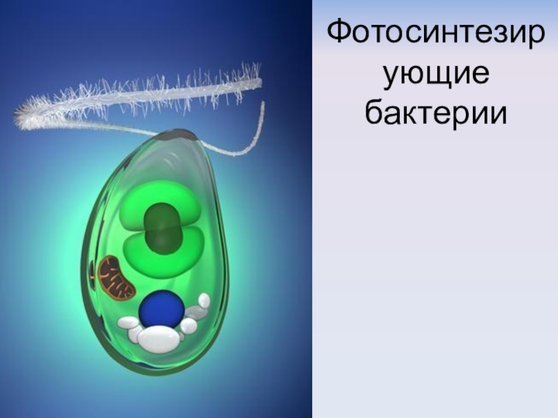 анаэробные фотосинтезирующие бактерии. микроорганизмы фотосинтезирующие микроорганизмы. цианобактерии фотосинтез. фотосинтезирующие бактерии. фотосинтетические бактерии.