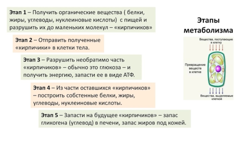 Энергетический обмен презентация 11 класс биология - 86 фото