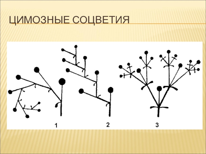 Схема соцветия завиток