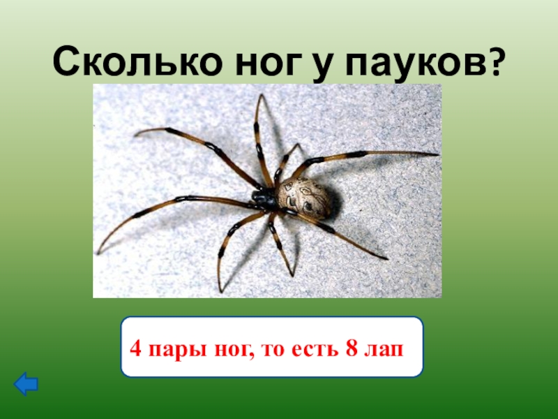 Паук сколько лап. Сколько ног у паука. Сколько ног у пауков. Сколько ножек у паука. Паук 8 ног.