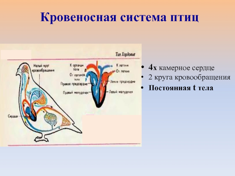 Урок класс птицы. Кровеносная система птиц 7 класс. Органы кровеносной системы птиц. Класс птицы кровеносная система. Кровообращение птиц.