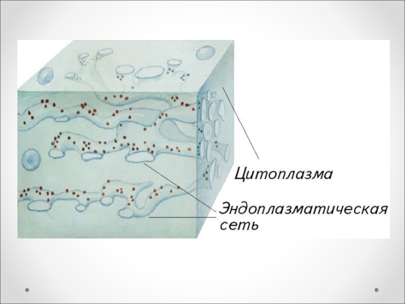 Цитоплазма рисунок. Строение цитоплазмы клетки. Строение цитоплазмы клетки рисунок. Схема строения цитоплазмы. Структуры цитоплазмы рисунок.