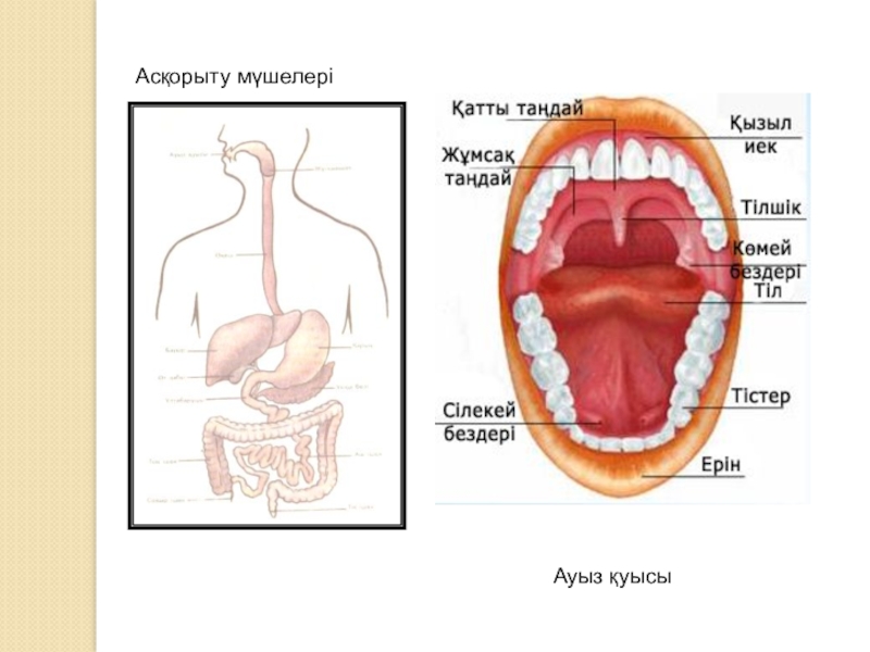 Ас қорыту жүйесіне әсер ететін дәрілер презентация