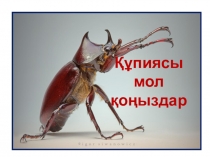 Құпиясы мол қоңыздар 7-класс