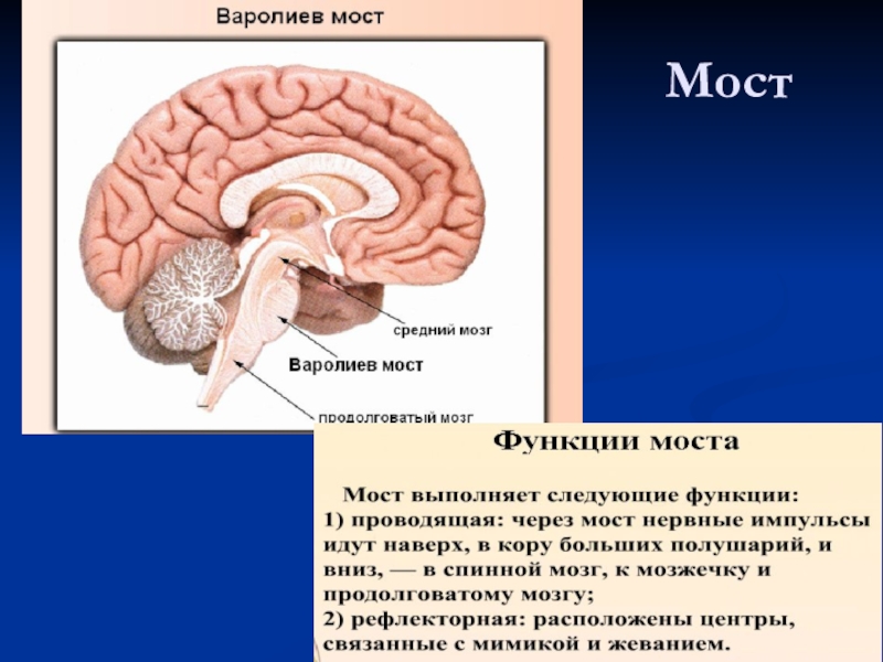 Мост мозга расположен. Отделы головного мозга варолиев мост. Функции варолиева моста анатомия. Головной мозг варолиев мост. Мост головного мозга строение и функции.