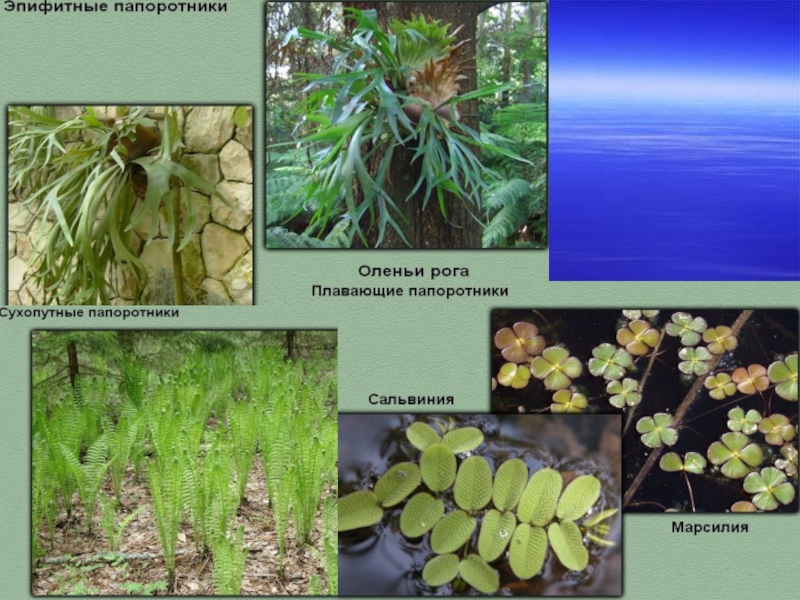 названия папоротникообразных. класс папоротники представители. таблица мхи папоротники хвощи. папоротник семейство растений. представители семейства папоротниковых.