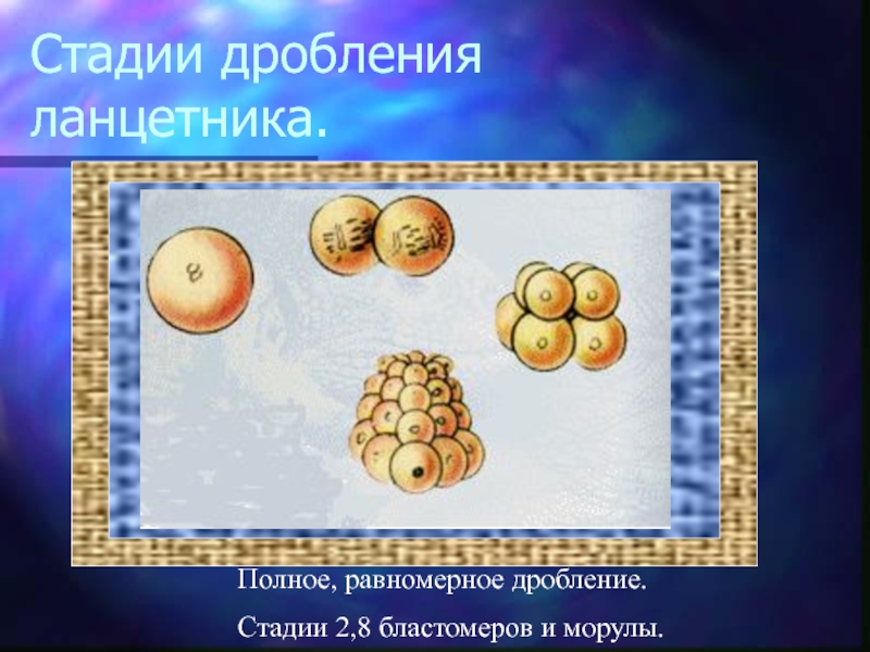 Равномерное дробление. Полное равномерное дробление. Полное равномерное дробление (у ланцетника). Полное равномерное дробление представители. Полное равномерное дробление у кого.