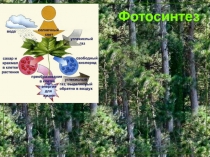 Презентация по биологии по теме Фотосинтез