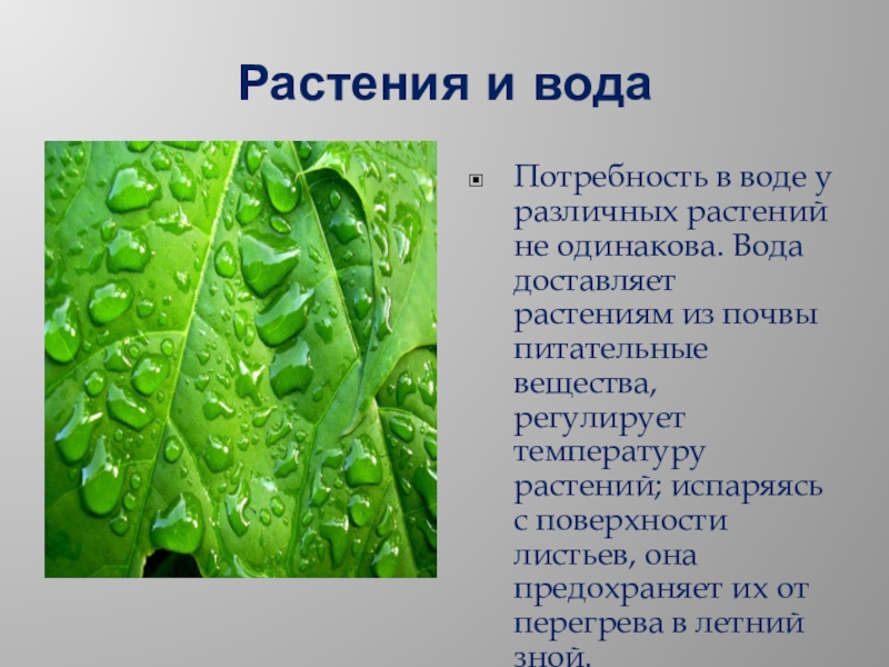 Растения в воде. Вода экологический фактор. Влияние экологических факторов на растения. Как вода влияет на растения. Вода входит в состав любого живого организма.