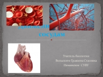 Презентация по биологии на тему Движение крови по сосудам
