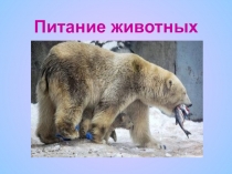 Презентация по биологии Питание животных