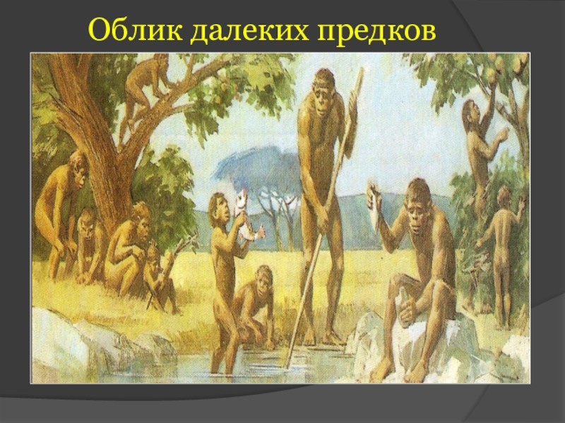 Канал предки. Облик далеких предков. Облик древних предков. Далекие предки. Далекие предки человека.