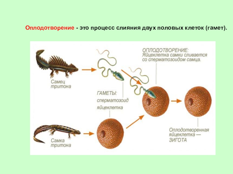 Образование зиготы рисунок