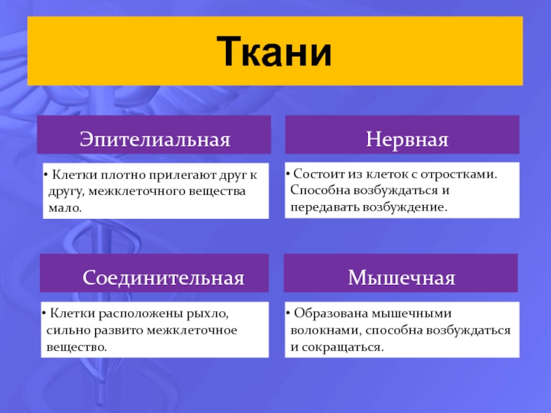 Ткань состоит из ответ. Клетки прилегают друг к другу межклеточного вещества. Расположение клеток относительно друг друга в нервной ткани. Клетки плотно прилегают друг к другу межклеточного вещества мало. Расположение клеток относительно друг друга в эпителиальной ткани.