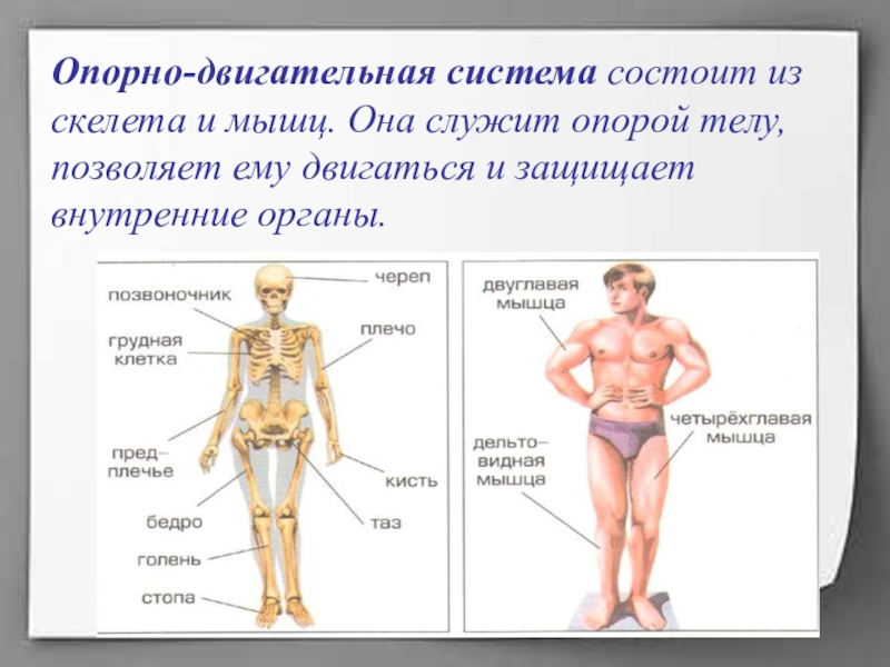 В чем заключается органы. Опорно-двигательная система состоит из скелета и. Опорно-двигательная система человека 4 класс окружающий. Опорно двигательная система скелет туловища. Из чего состоит опорно двигательная система человека.