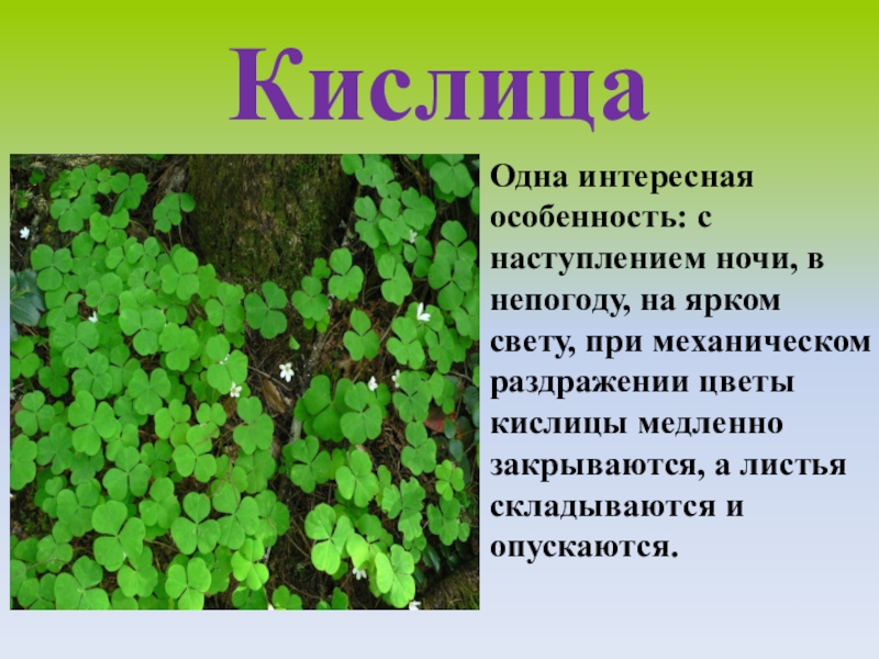 Травянистые растения леса 2 класс начальная школа 21 века презентация