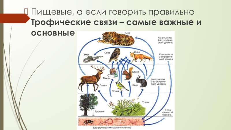 Трофические связи организмов. Трофические взаимосвязи. Пищевые или трофические связи. Трофические связи между животными и растениями. Пример пищевой (трофической) связи.