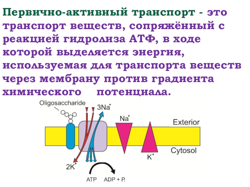 Активный транспорт насосы. Первично активный транспорт. Сопряженный транспорт. Первичный и вторичный активный транспорт. Сопряженный активный транспорт.