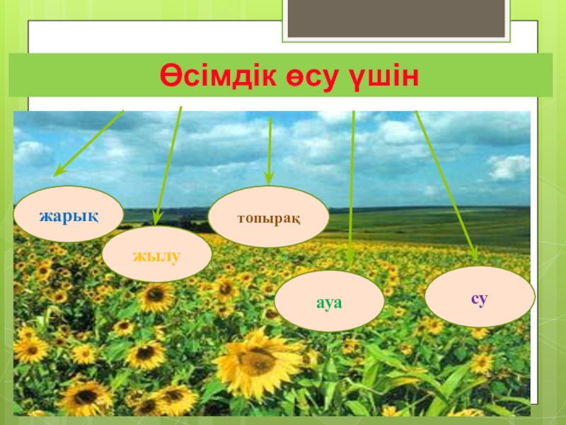 Өсімдік шаруашылығының негізгі бағыттары 5 сынып. Осимдик. Өсімдіктерге өсу үшін не қажет тех карта. Өсімдікке гүл не үшін қажет. Өсімдіктердегі фотопериодизм слайд.