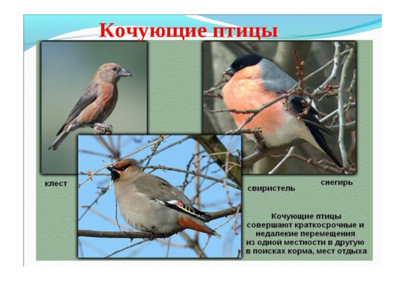 Зимующие птицы свердловской области фото с названиями