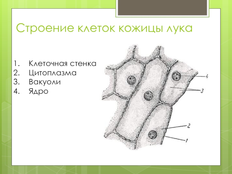 Строение клеток кожицы лукаКлеточная стенкаЦитоплазмаВакуолиЯдро