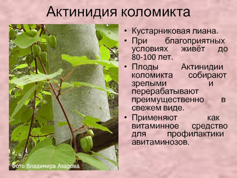 Актинидия коломикта Кустарниковая лиана.При благоприятных условиях живёт до 80-100 лет.Плоды Актинидии коломикта собирают зрелыми и перерабатывают преимущественно