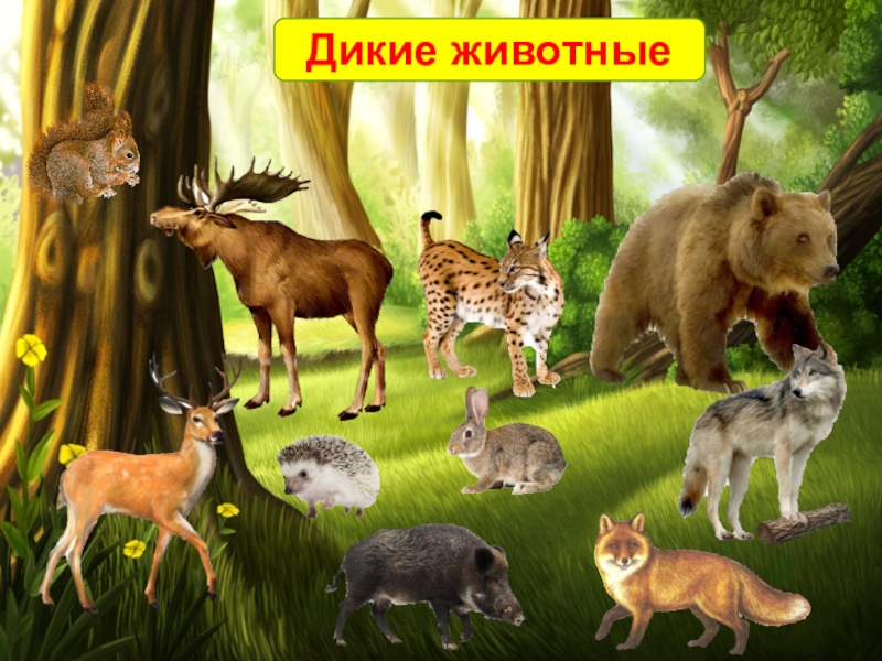 Про диких и домашних. Дикие и домашние животные. Домашние и Дикие животные для детей. Домашние иджикие животные. Лесные животные для детей.