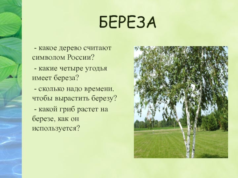Какие деревья являются символом. Береза символ России. Символ России дерево береза. Береза символ. Какое дерево символ России.