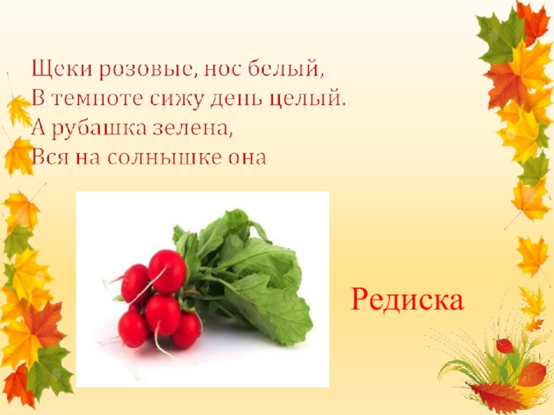 Детские стихи про овощи. Стихи про овощи для детей. Загадка про редиску. Загадка про редиску для дошкольников. Загадка про ондиску.