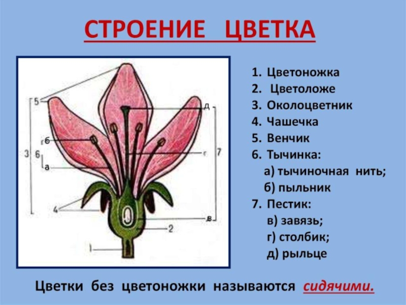 Строение лилии схема