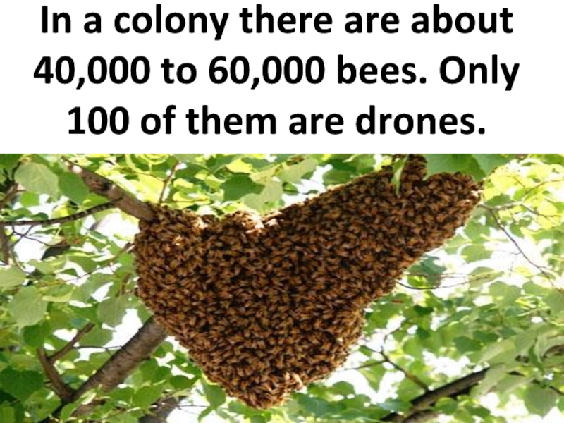 In a colony there are about 40,000 to 60,000 bees. Only 100 of them are drones.