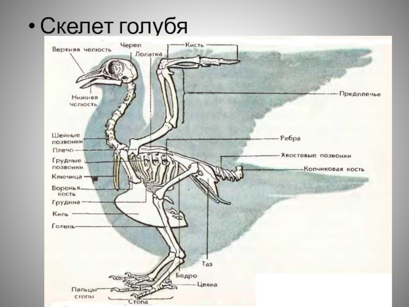 На рисунке показаны кости конечностей птицы человека динозавра и кита какое