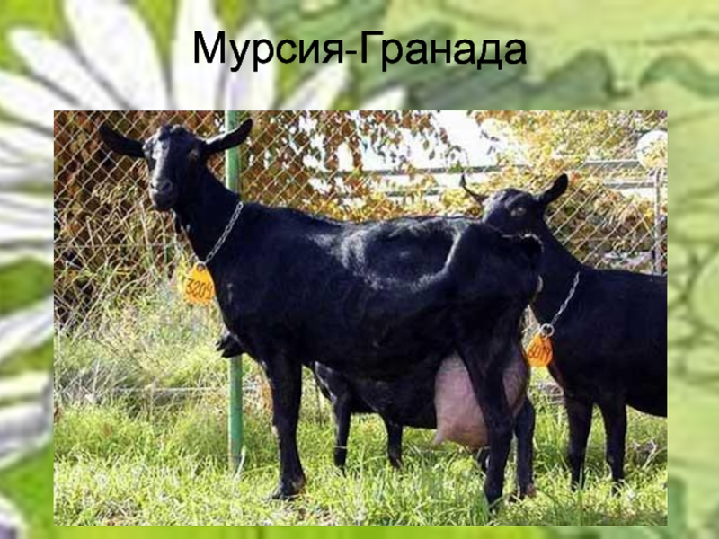 Козы мурсия гранада фото