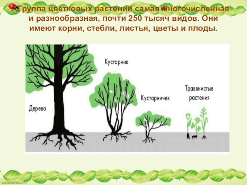 Многочисленные группы растений. Самая многочисленная группа растений. Какая группа растений самая многочисленная. Самая многочисленная группа растений на земле. Группа цветковых растений.