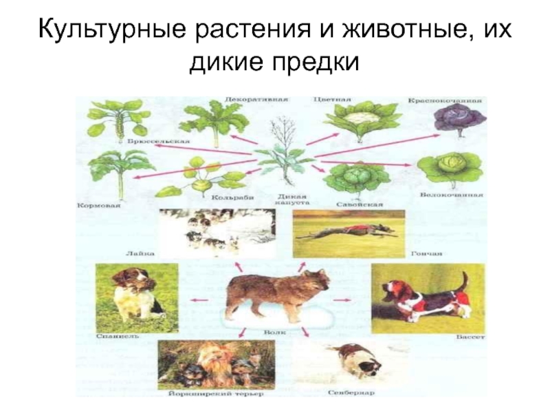 Запишите в виде схемы примеры происхождения домашних животных и культурных растений от дикого предка