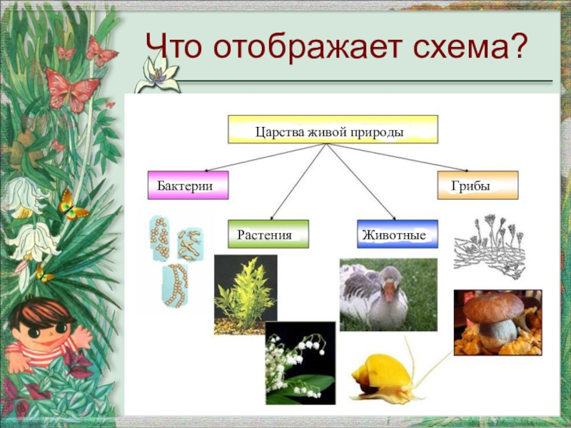Презентация Презентация по биологии на тему Деление царства на группы  (5 класс )