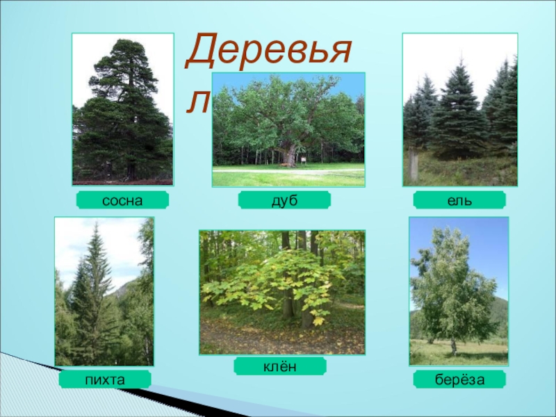 Лесные деревья названия и фото