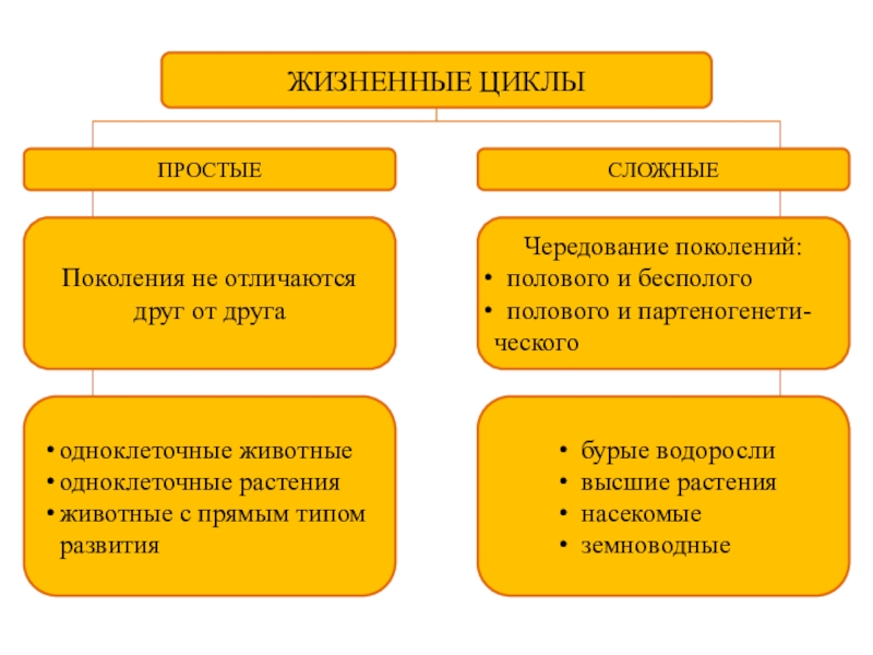 ЖИЗНЕННЫЕ ЦИКЛЫПРОСТЫЕСЛОЖНЫЕПоколения не отличаются друг от другаЧередование поколений: полового и бесполого полового и партеногенети-ческогоодноклеточные животныеодноклеточные растенияживотные с