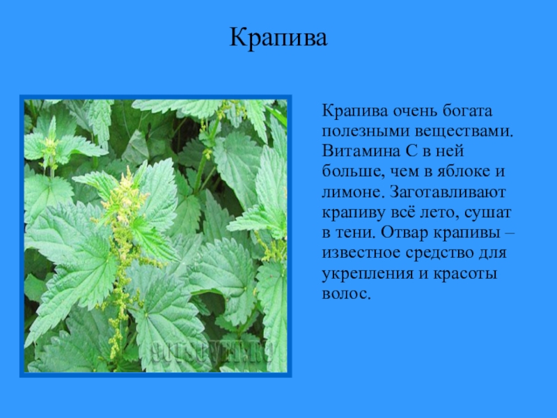 Про растения 2 класс окружающий. Доклад о крапиве. Крапива доклад для 2 класса. Сообщение о лекарственном растении крапива. Небольшое сообщение о крапиве.