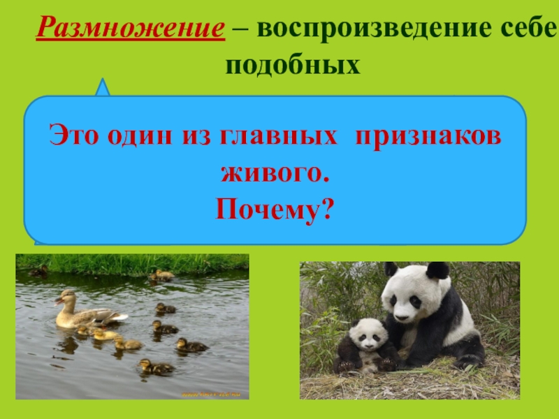 Воспроизведение биология. Размножение воспроизведение себе подобных. Воспроизведение организмами себе подобных размножение это. Размножение воспроизведение себе подобных презентация. Воспроизведение себе подобных это в биологии.