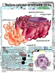 Раздаточный материал по теме: Эукариотическая клетка_Эндоплазматическая сеть