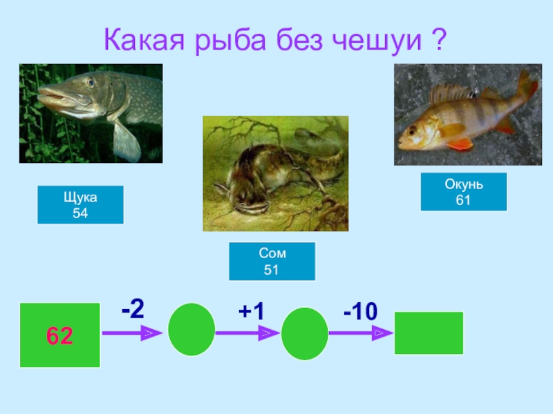 Какая рыба без чешуи. Рыба без чешуи список. Сом без чешуи. Рыба у которой нет чешуи.