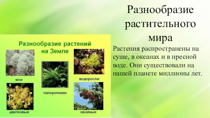 Презентация многообразие растений и их значение в природе 9 класс