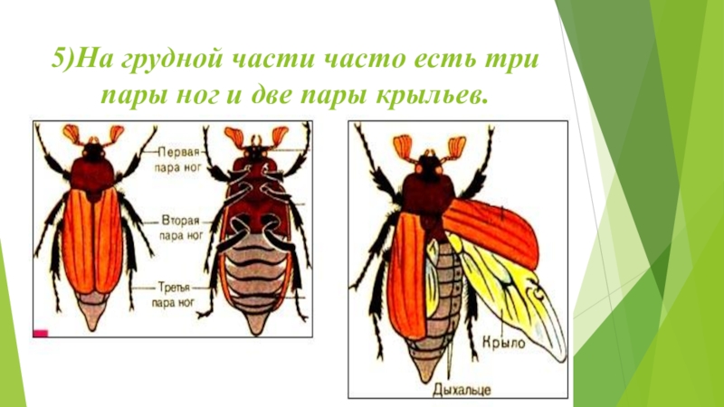 Три пары конечностей у. У майского жука 3 пары ног и 2 пары крыльев. Шесть ног три пары. У кого 3 пары ног.