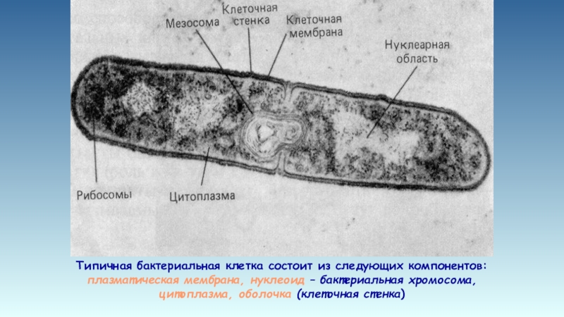 Мезосомы бактерий это