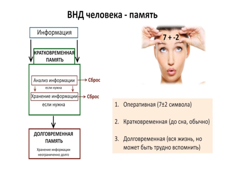 Высшая нервная система презентация